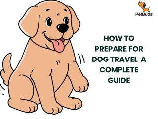 how to prepare for dog travel a complete guide