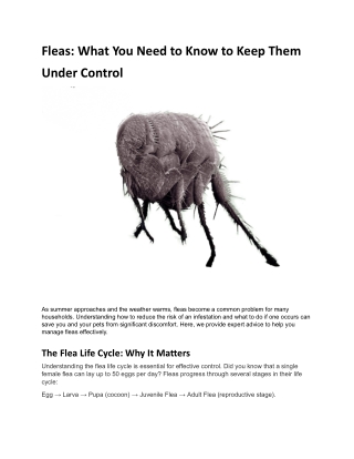 fleas what you need to know to keep them