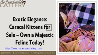 Exotic Elegance Caracal Kittens for Sale – Own a Majestic Feline Today!