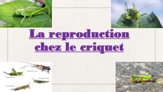 l a reproduction chez le criquet