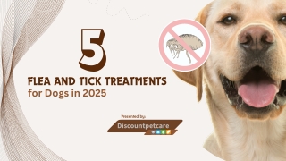 Best Flea & Tick Solutions for Dogs