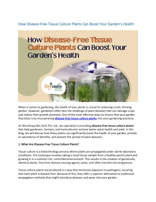 how disease how disease free tissue culture