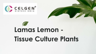 High-Quality Lamas Lemon Tissue Culture Plants by Celgen Biotech