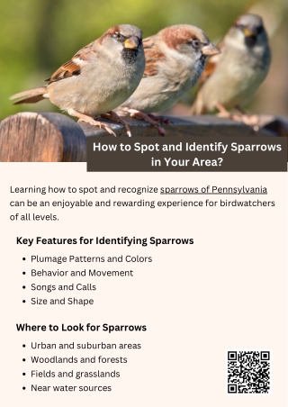 How to Spot and Identify Sparrows in Your Area?