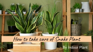 how to take care of snake plant