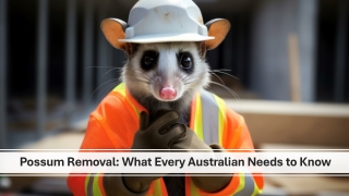 possum removal what every australian needs to know
