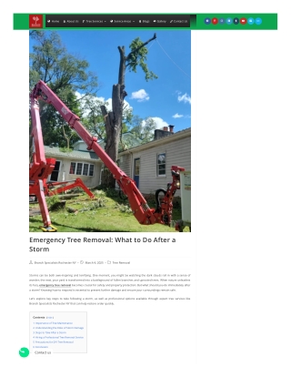 Emergency Tree Removal What to Do After a Storm