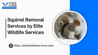 Squirrel Removal Services by Elite Wildlife Services