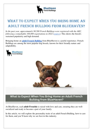 What to Expect When You Bring Home an Adult French Bulldog from BlueHaven?