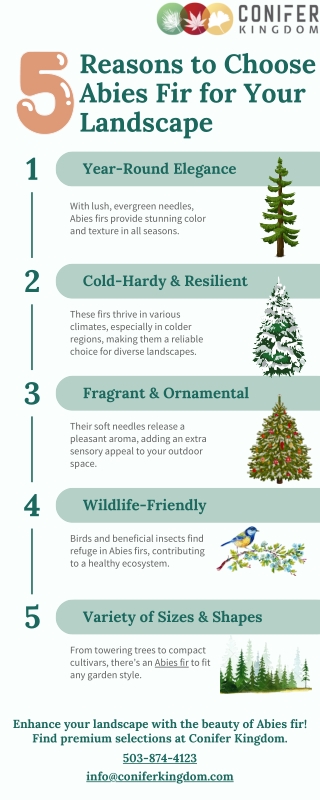 Abies Fir: A Low-Maintenance Evergreen for Any Space