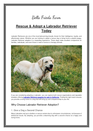 rescue adopt a labrador retriever today