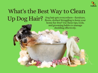 What's the Best Way to Clean Up Dog Hair?