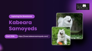 Meet Your Next Best Friend Samoyed Puppies Breed with Love