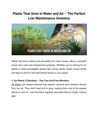 Plants That Grow in Water and Air – The Perfect Low-Maintenance Greenery