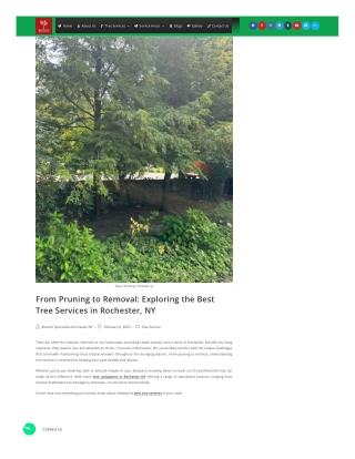 Emergency Tree Removal Services in Rochester What Homeowners Need to Know