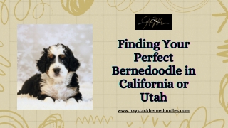 California’s Leading Bernedoodle Breeders for Happy Puppies