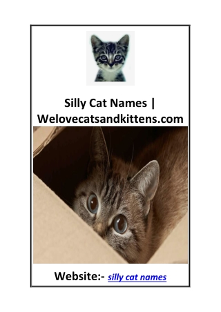 Silly Cat Names  Welovecatsandkittens.com