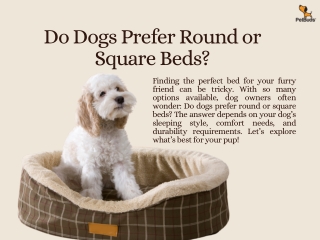 Do Dogs Prefer Round or Square Beds