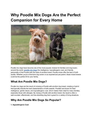 Why Poodle Mix Dogs Are the Perfect Companion for Every Home