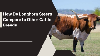 Powerful Horned Cattle of the Open Range