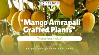 Amrapali Grafted Mango Plants Online  High-Quality Mango