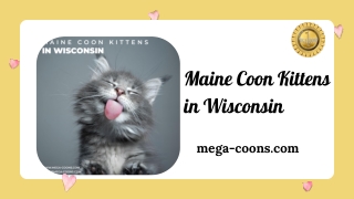 Maine Coon Kittens in Wisconsin-Gorgeous Kittens Available