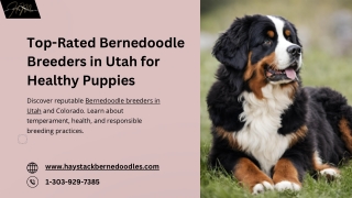 How to Choose a Responsible Bernedoodle Breeder in Utah