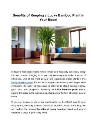 Benefits of Keeping a Lucky Bamboo Plant in Your Room