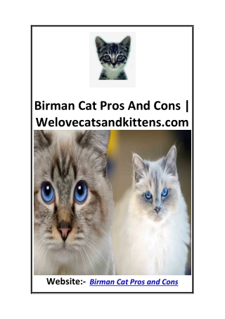 Birman Cat Pros And Cons  Welovecatsandkittens.com