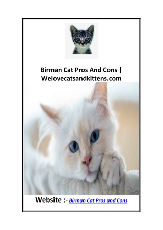 Birman Cat Pros And Cons  Welovecatsandkittens.com