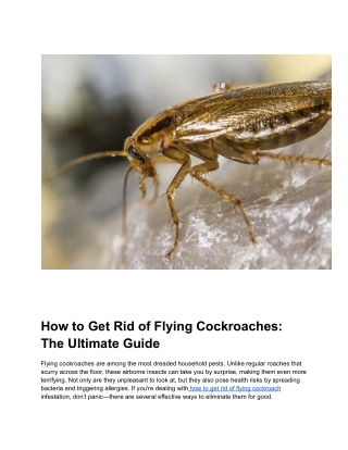 How to Get Rid of Flying Cockroaches_ The Ultimate Guide