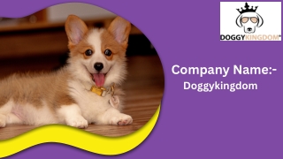 Durable Lifetime Warranty Dog Harness for Safe and Secure Walks aaaaaa