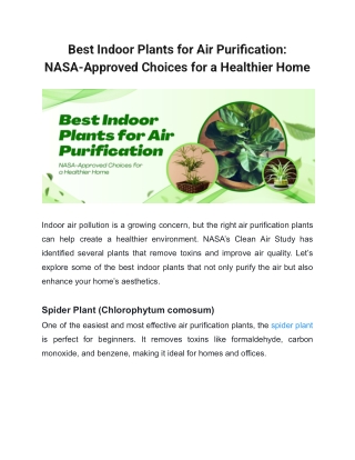 Best Indoor Plants for Air Purification: Best Choices for a Healthier Space