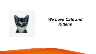 We Love Our Cats  Welovecatsandkittens.com
