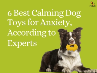 6 Best Calming Dog Toys for Anxiety | Expert-Approved Picks