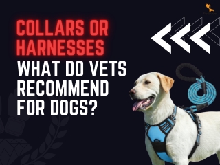 Prone Collar vs. No-Pull Dog Harness: What’s Best for Your Dog?