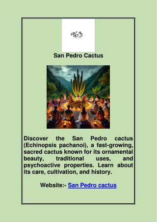 san pedro cactus