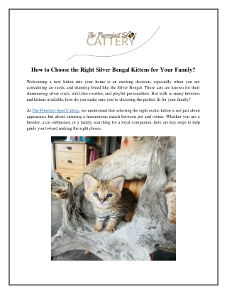 How to Choose the Right Silver Bengal Kittens for Your Family?