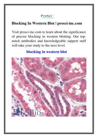 Blocking In Western Blot prosci-inc.com