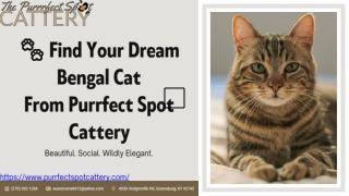 Find Your Dream Bengal Cat From Purrfect Spot Cattery?