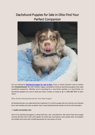 Dachshund Puppies for Sale Ohio