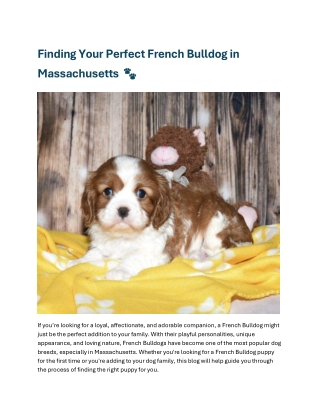 finding your perfect french bulldog
