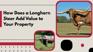 Top Quality Steers Available for Purchase