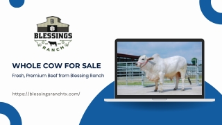 Whole Cow for Sale – The Best Beef You Can Buy