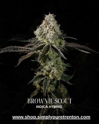 Brownie Scout Strain – Indica Hybrid | Simply Pure Trenton