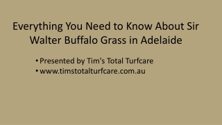 Everything You Need to Know About Sir Walter Buffalo Grass in Adelaide