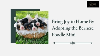Mini Bernedoodles, Maximum Joy – Bred in Arizona by Haystack Mountain