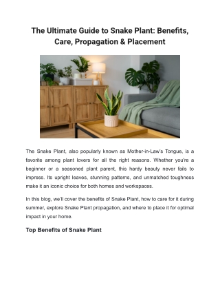 The Ultimate Guide to Snake Plant: Benefits, Care, Propagation & Placement