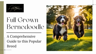 How to Capture the Best Photos of Your Full Grown Bernedoodle