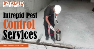 Reliable Pest Control Services by Intrepid – Protecting Your Home and Business